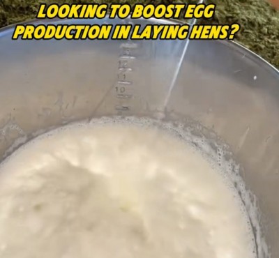 Norite padidinti kiaušinių gamybą vištose?